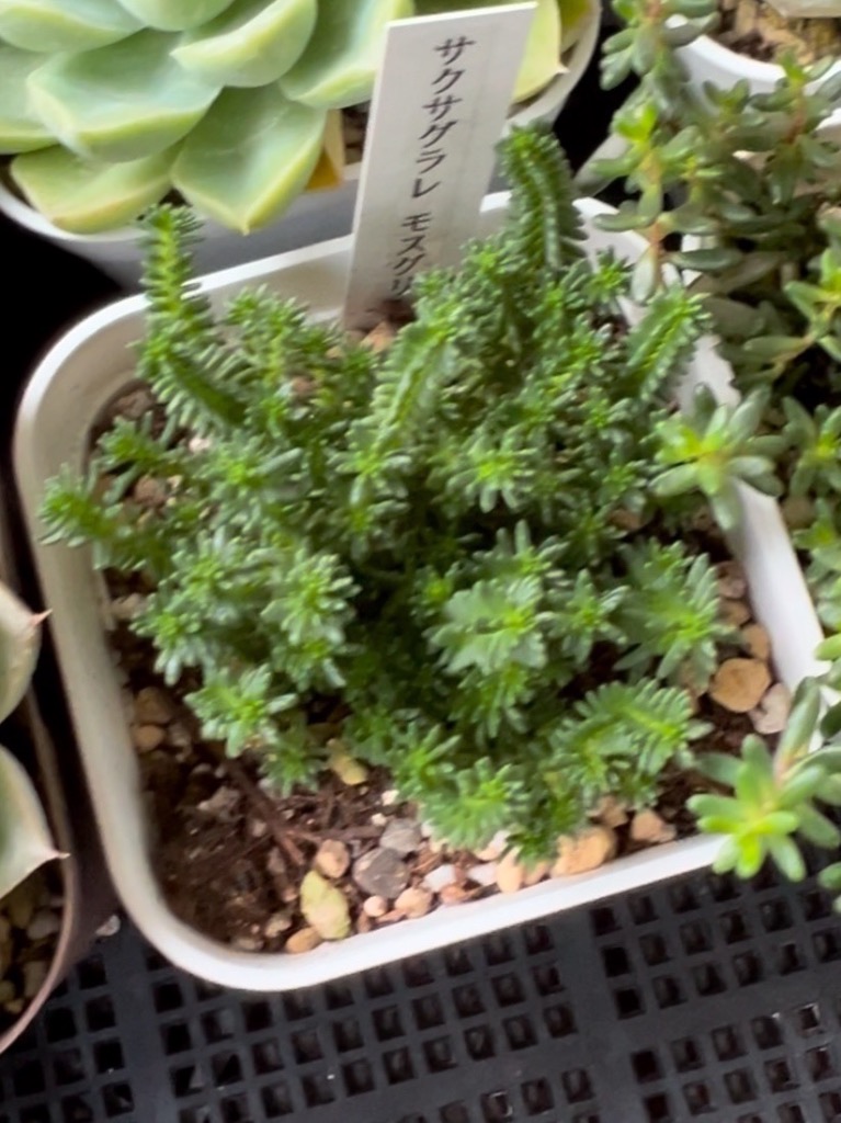 多肉植物 セダム サクサグラレ モスグリーン 7.5cmポット苗 グランド