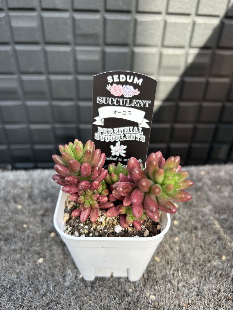 多肉植物 セダム オーロラ 7.5cmポット苗 : ハニーミント - 通販