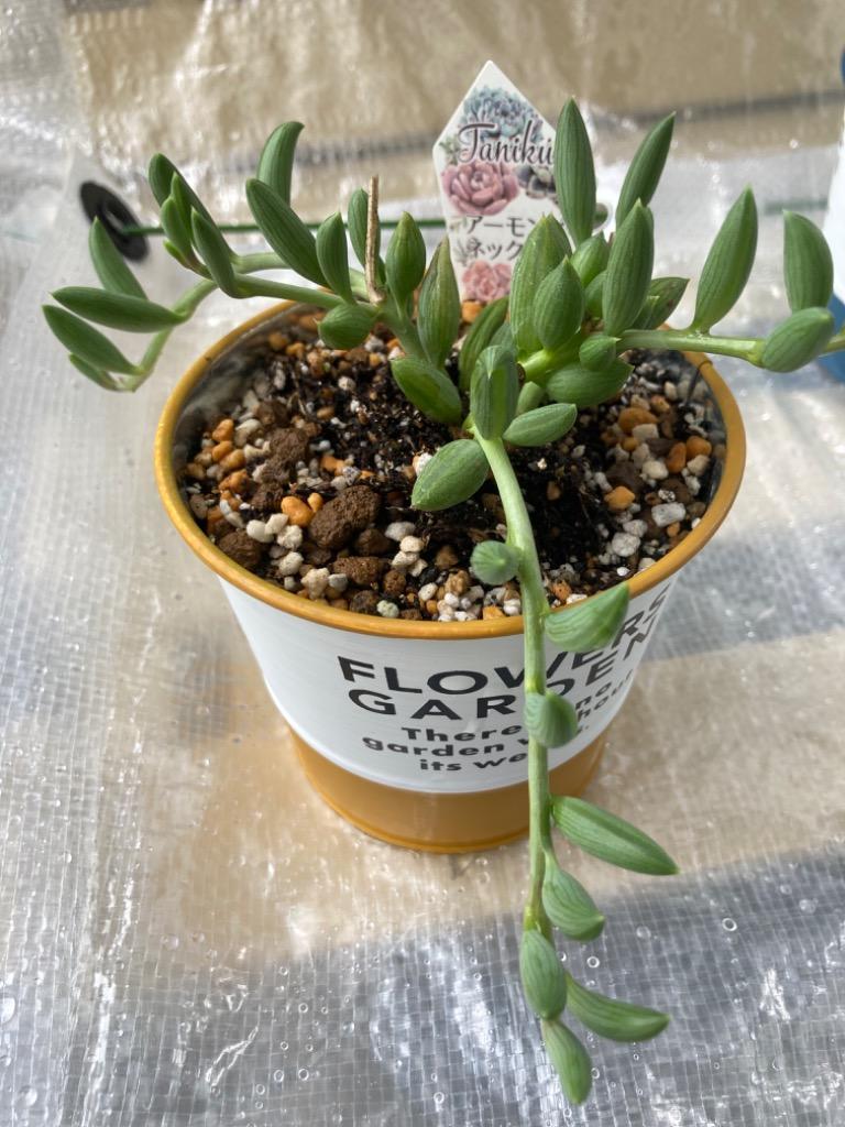 多肉植物^o^ カット苗5種セット+アーモンドネックレスetc. 多肉植物 ネックレスミニ苗 5種セット｜Yahoo!フリマ（旧PayPay