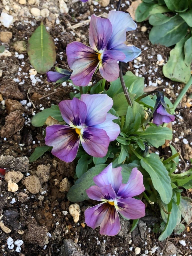 当店農場生産】ビオラ なごみももか しんしん（花なし苗） 9cmポット苗 花壇や寄せ植えに♪ :10004472:ハニーミント - 通販 -  Yahoo!ショッピング