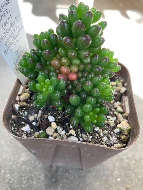 多肉植物 セダム レッドベリー 7.5cmポット苗 : ハニーミント