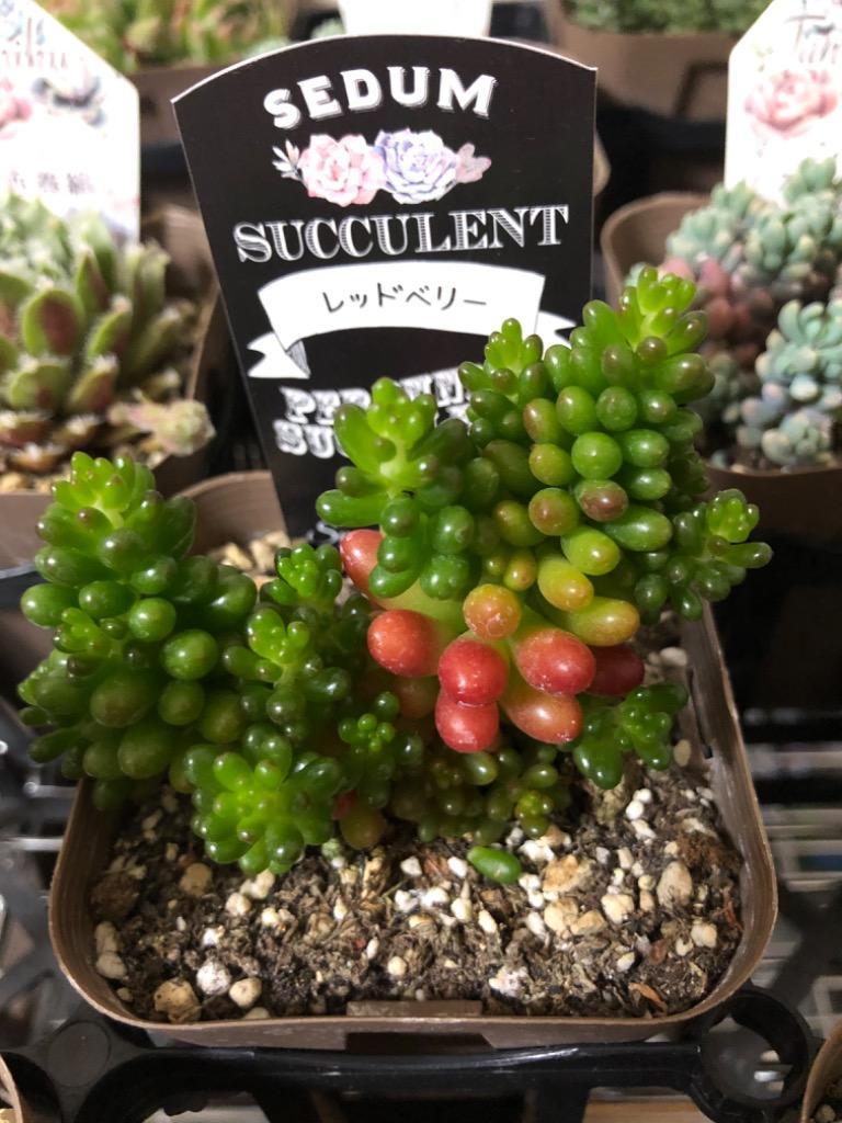 多肉植物♥゛レッドベリー ポットごと 多肉植物 セダム レッドベリー 2ポットset 多肉植物 plant life