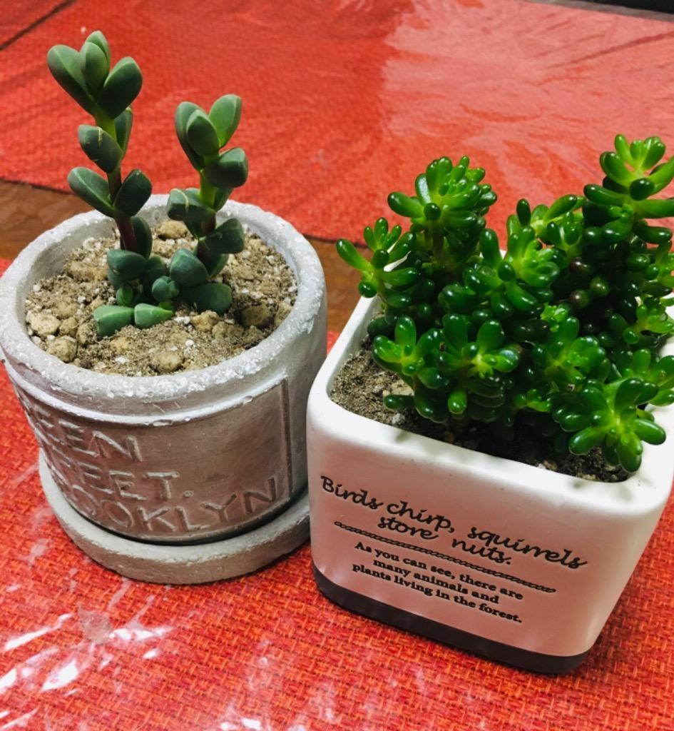 多肉植物 セダム レッドベリー 7.5cmポット苗 : ハニーミント