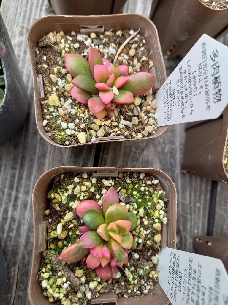 多肉植物 アナカンプセロス 桜吹雪 7.5cmポット苗 : ハニー