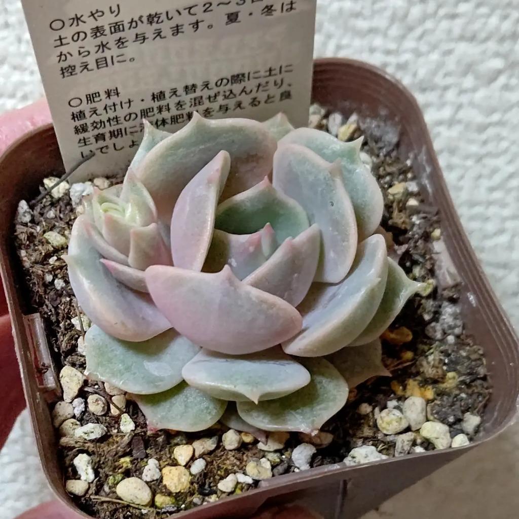 多肉植物 エケベリア　ローラ　大苗　抜き苗　子株付き 2b87b44e06b3a7a30bcc8d7e52a1ff