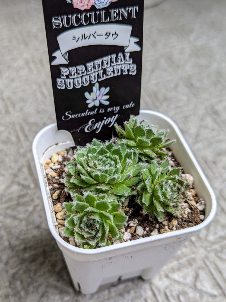 多肉植物 センペルビウム シルバータウ 7.5cmポット苗 : ハニー