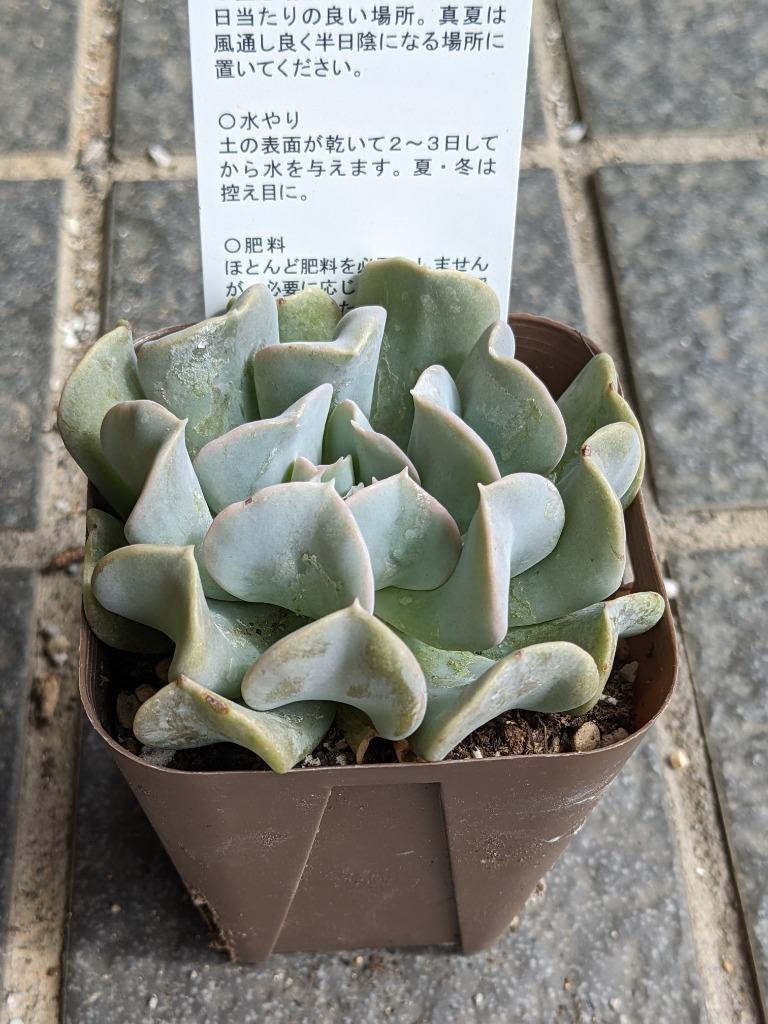 多肉植物 エケベリア トップシータービー 7.5cmポット苗 希少品種！ :10005424:ハニーミント 通販 