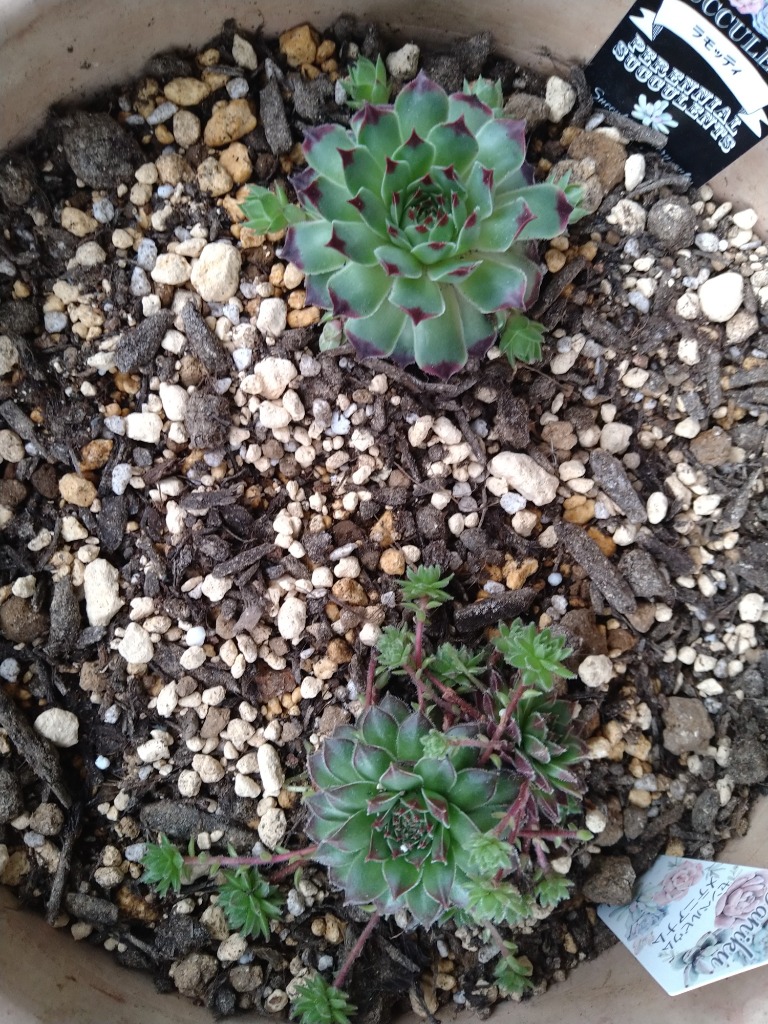 専用ページ　多肉植物　ミックスセンペルビウム　中サイズ　大株プラス 多肉植物 センペルビウム10種セット 9/21更新 : ハニーミント