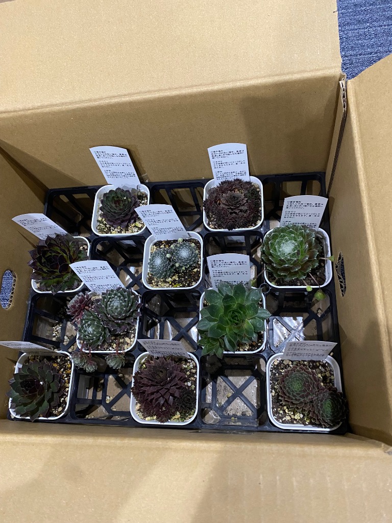 ロ　名前付きセンペルビウム8株 2025年10月】センペルビウムのおすすめ人気ランキング - Yahoo