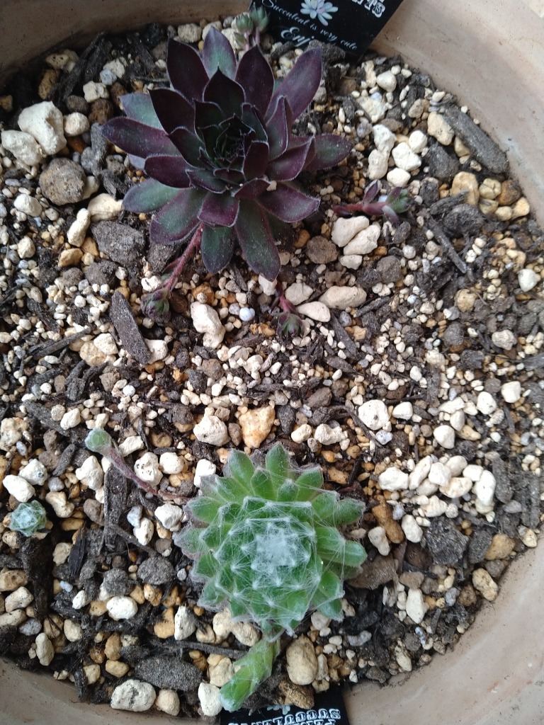 ご確認用　多肉センペルビウム 多肉植物 センペルビウム10種セット 9/21更新 : ハニーミント