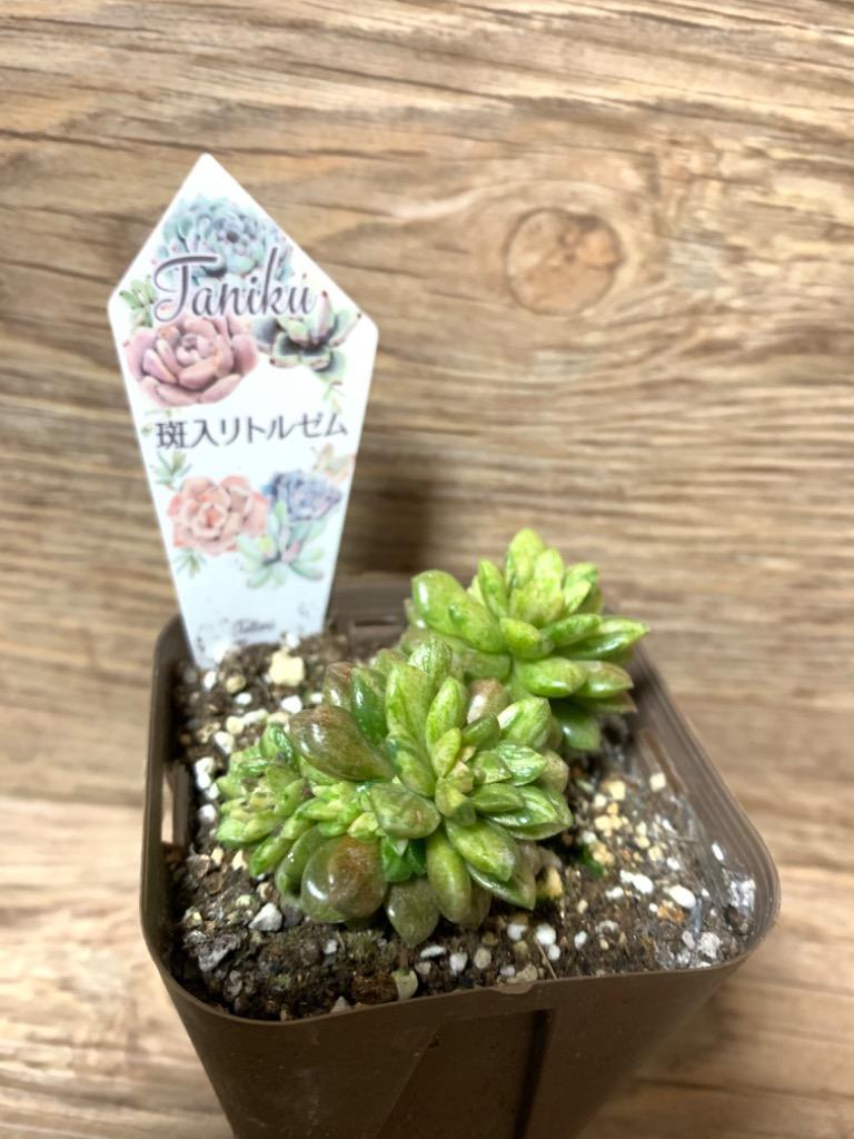 多肉植物 セダム 斑入りリトルゼム 7.5cmポット苗