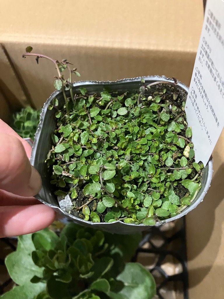 当店農場生産】プラティア ブルー 9cmポット苗 宿根草 : ハニーミント