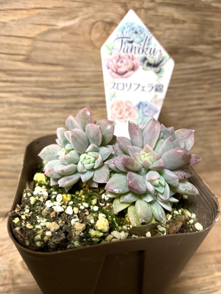 専用　ブロリー錦　サル錦　希少　血斑品種　発根済み　多肉植物　輸入苗 専用 ブロリー錦 サル錦 希少 血斑品種 発根済み 多肉植物 輸入苗