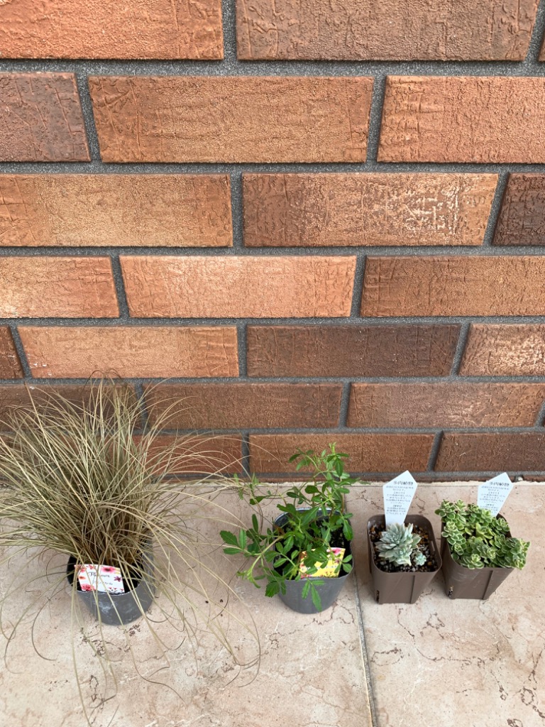 多肉植物 プロリフェラ錦 7.5cmポット苗 : ハニーミント - 通販