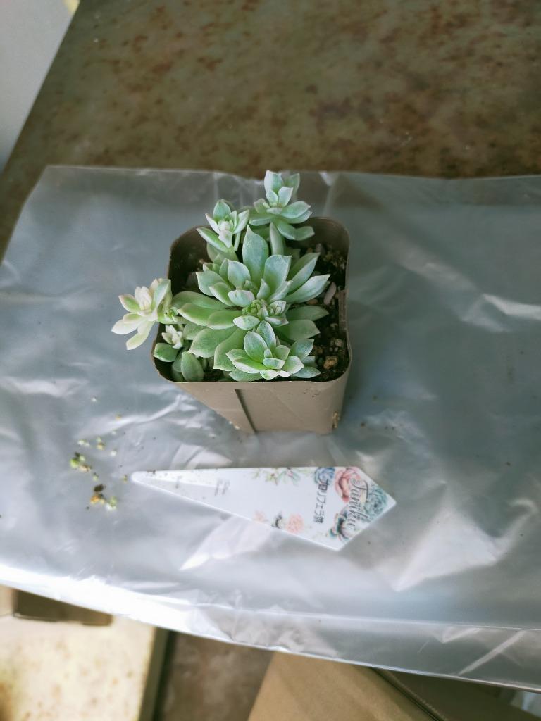多肉植物 プロリフェラ錦 7.5cmポット苗 : ハニーミント - 通販