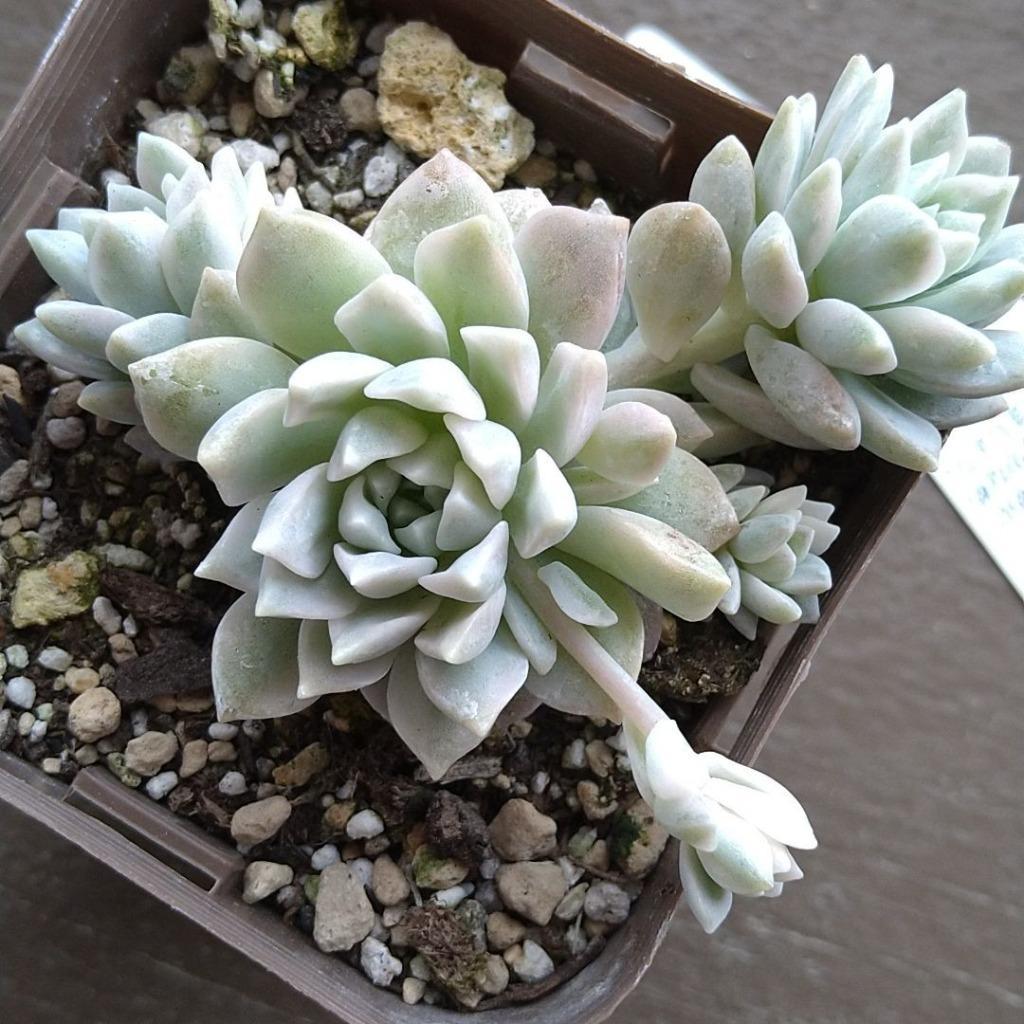 専用　ブロリー錦　サル錦　希少　血斑品種　発根済み　多肉植物　輸入苗 専用 ブロリー錦 サル錦 希少 血斑品種 発根済み 多肉植物 輸入苗