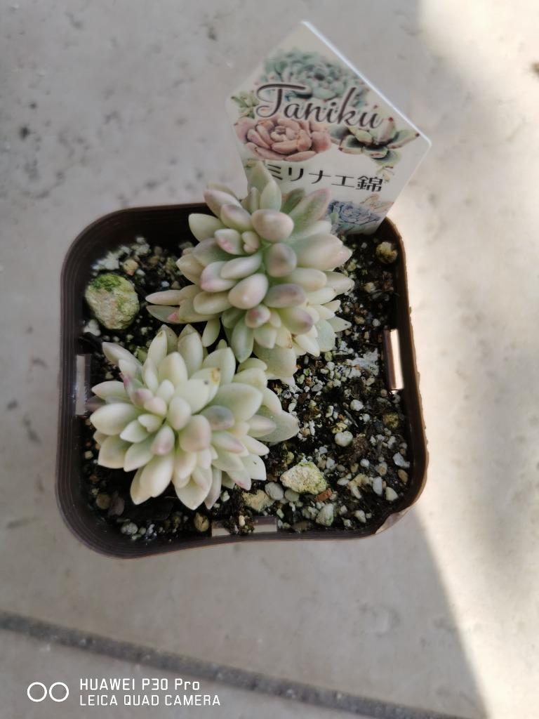 多肉植物 グラプトペタルム ミリナエ錦 姫秋麗錦（ヒメ