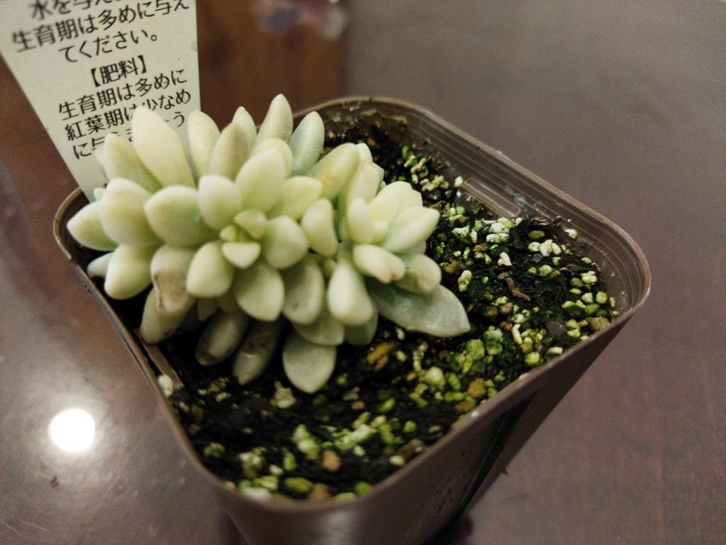 多肉植物 グラプトペタルム ミリナエ錦 姫秋麗錦（ヒメ