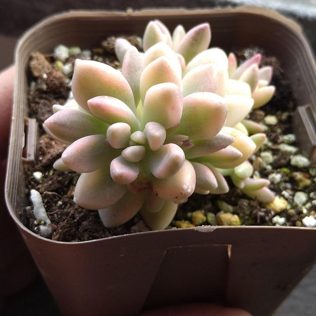 多肉植物 グラプトペタルム ミリナエ錦 姫秋麗錦（ヒメ