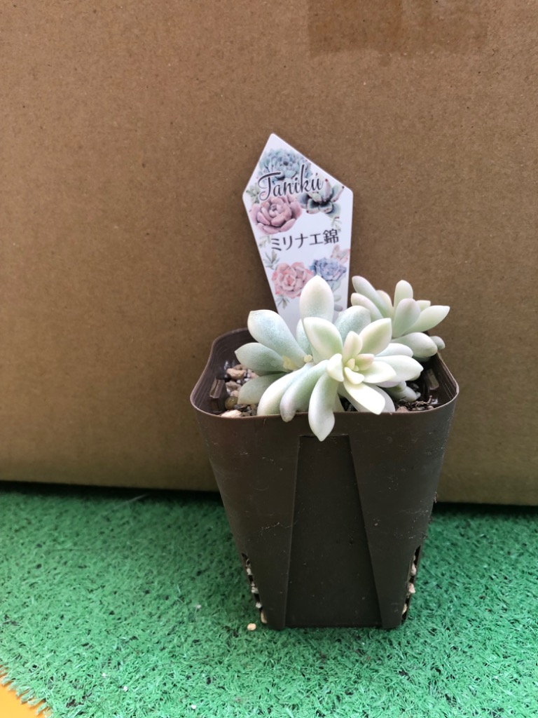 多肉植物 グラプトペタルム ミリナエ錦 姫秋麗錦（ヒメ