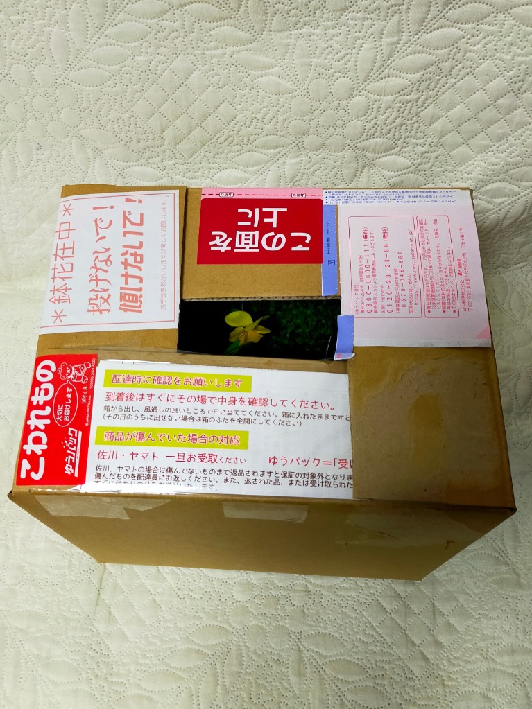 7件目のレビュー画像 | 0