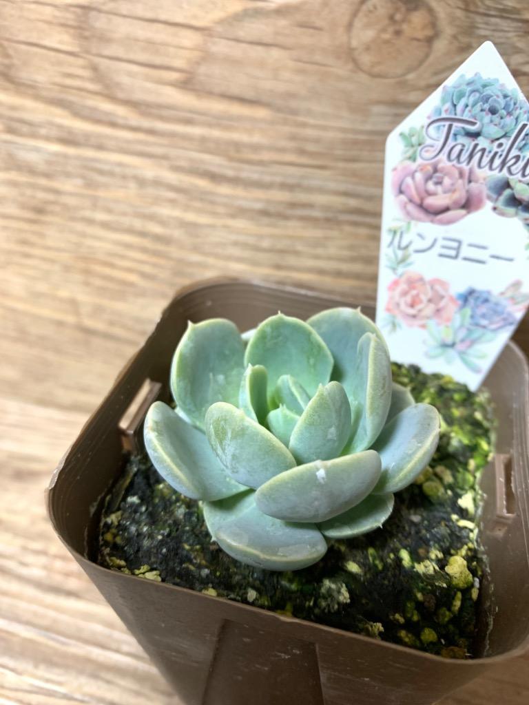 多肉植物 エケベリア ルンヨニー 7.5cmポット苗 : ハニーミント