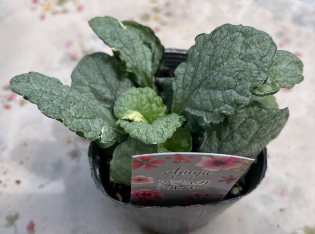 当店農場生産】アジュガ シルバー 9cmポット苗 グランドカバーに最適