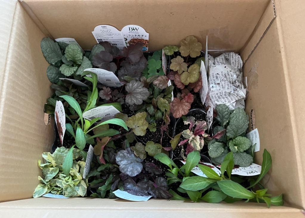 アジュガ シルバー　苗　2ポット分　ネコポス発送 当店農場生産】アジュガ シルバー 9cmポット苗 グランドカバーに最適