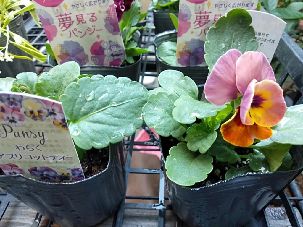 当店農場生産】小輪パンジー わらく アプリコットティー（花なし苗） 9cmポット苗 花壇や寄せ植えに♪ :10006418:ハニーミント - 通販 -  Yahoo!ショッピング