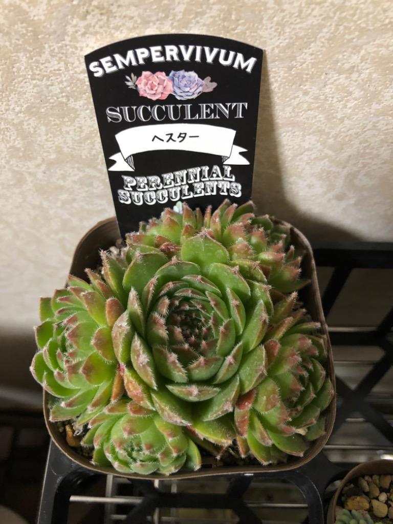 多肉植物 センペルビウム ヘスター 7.5cmポット苗 : ハニーミント