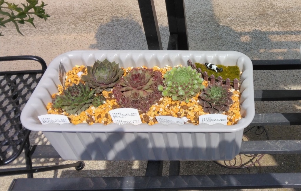 多肉植物 センペルビウム レッドビューティー 7.5cmポット苗 : ハニー