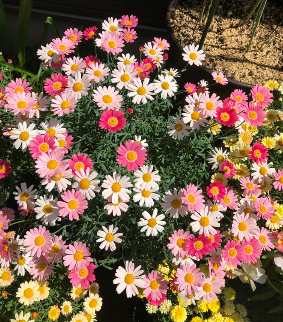 当店農場生産】マーガレット ストロベリーホイップ PW 9cmポット