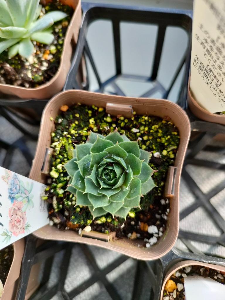 多肉植物 センペルビウム ブラック 7.5cmポット苗 : ハニー