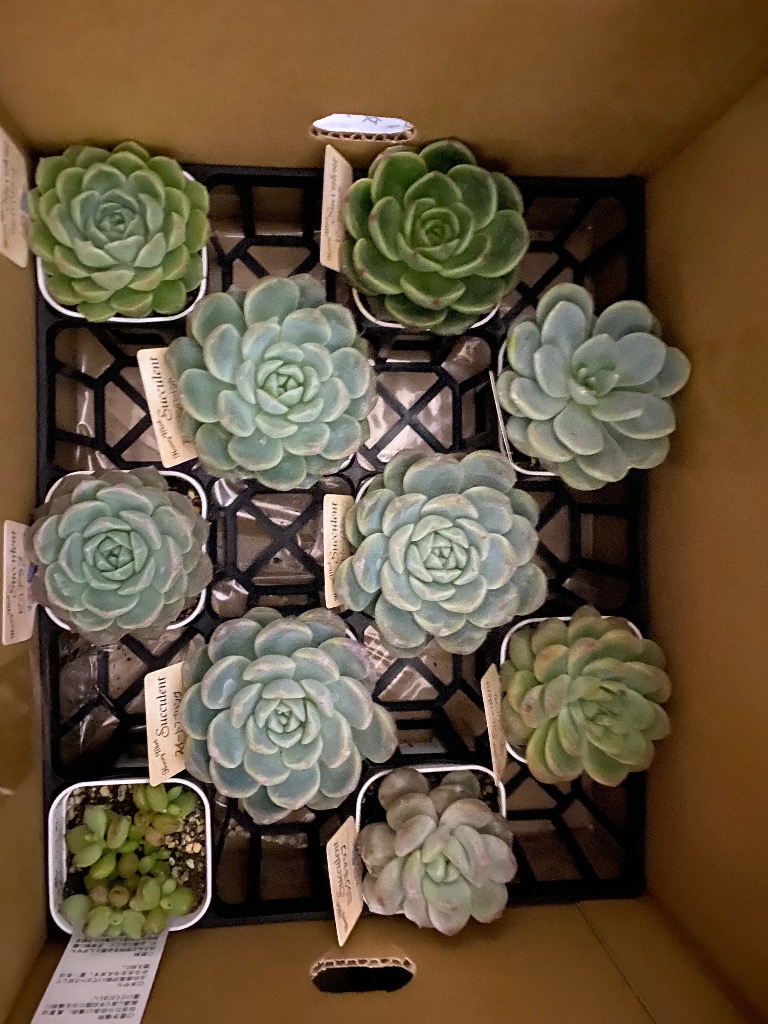 ☆送料無料☆多肉植物苗9種類セット☆おひとり様1セット限り！（一部