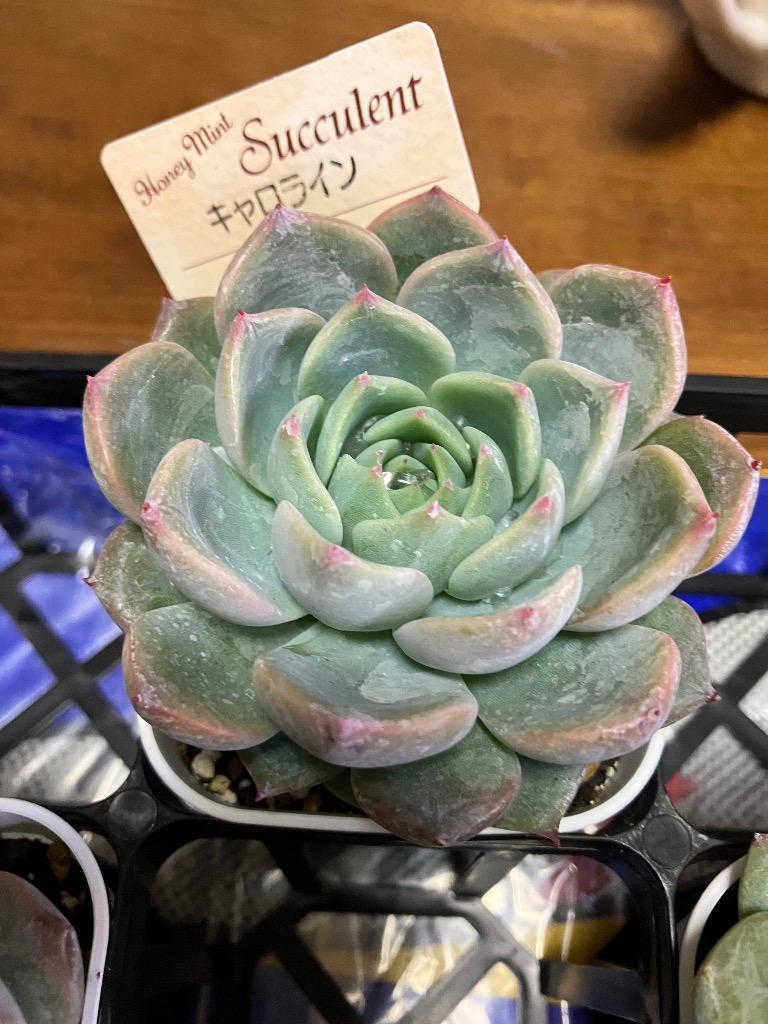 ☆送料無料☆多肉植物苗9種類セット☆おひとり様1セット限り！（一部