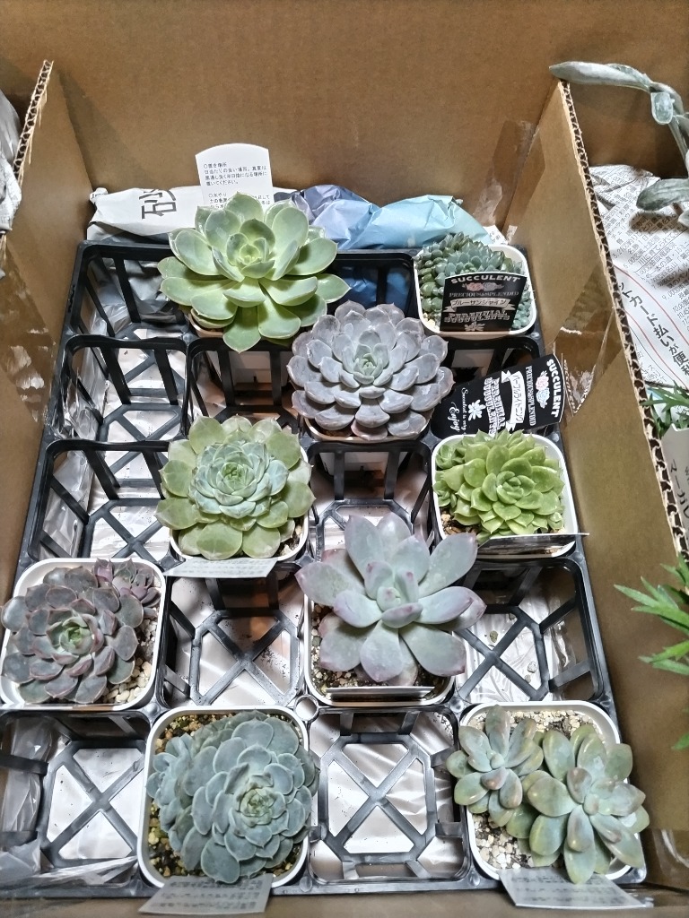 ☆送料無料☆多肉植物苗9種類セット☆おひとり様1セット限り