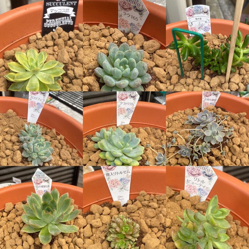 ☆送料無料☆多肉植物苗9種類セット☆おひとり様1セット限り！（一部地域は送料無料対象外）10/21更新 :10006551:ハニーミント - 通販 -  Yahoo!ショッピング