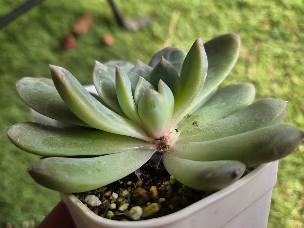 ☆送料無料☆多肉植物苗9種類セット☆おひとり様1セット限り