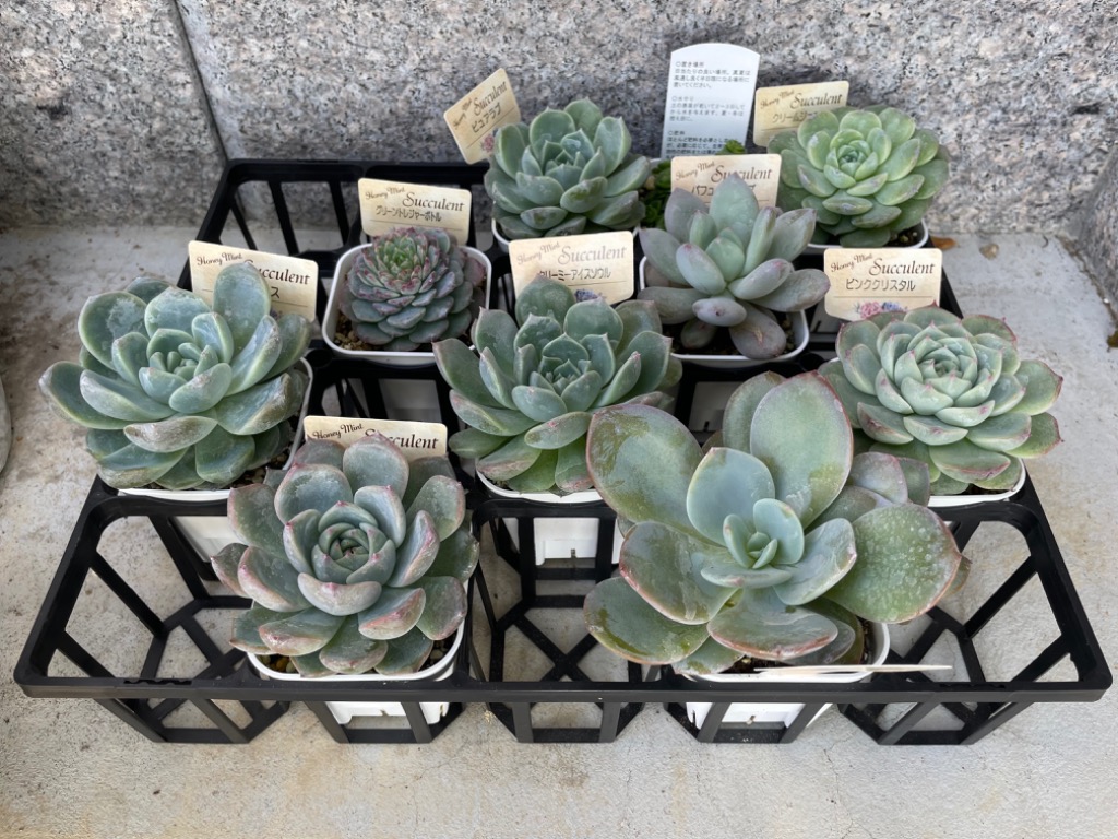 多肉植物☆「4種5苗♡セット」☆ 抜き苗 多肉植物 miyaさん苗♡抜き苗セット - メルカリ