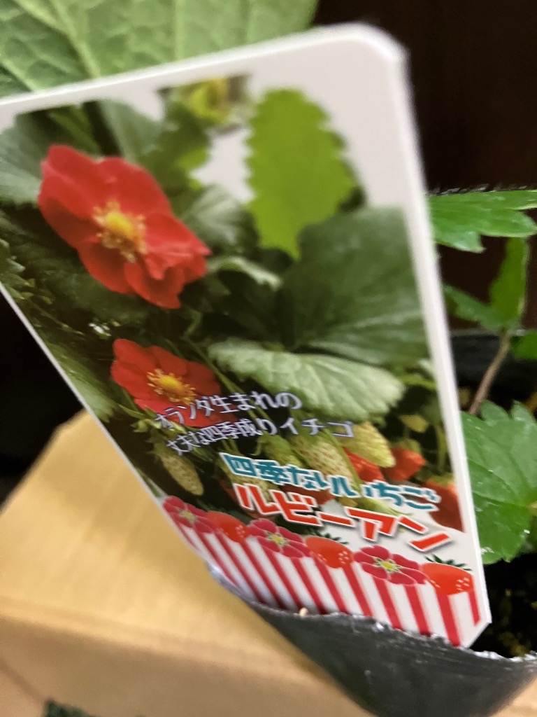 鈴なり苺ボレロ　白×赤 冷蔵）3色いちご ／ 前田ストロベリー研究所 古都華 ピンク色の淡雪