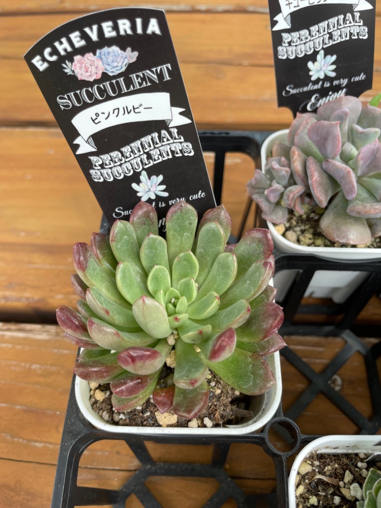 多肉植物 エケベリア ピンクルビー 7.5cmポット苗 : ハニーミント