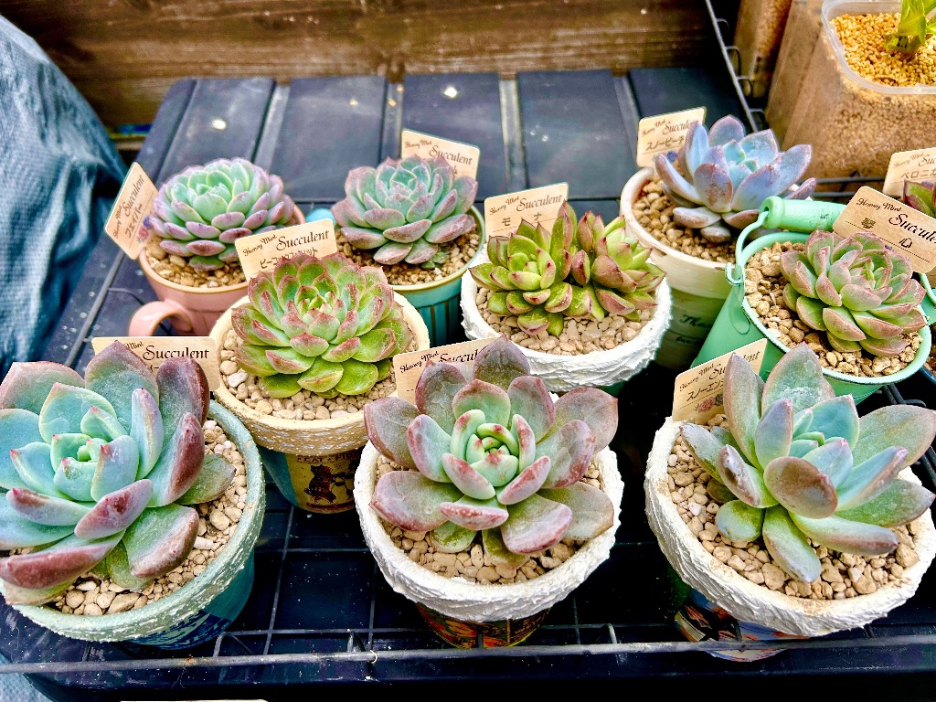 当店農場生産】多肉植物 エケベリア 20種類セット 超お買い得！1鉢299