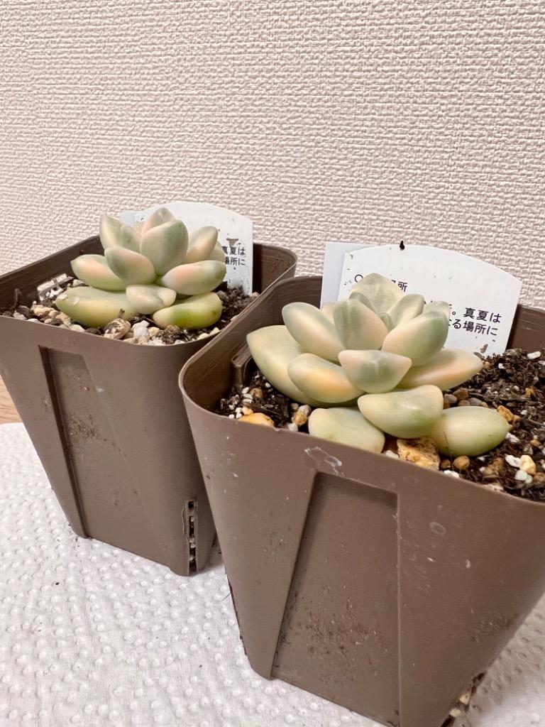 お取り寄せ】 多肉植物^o^ シャンパンライム錦 小苗 その他