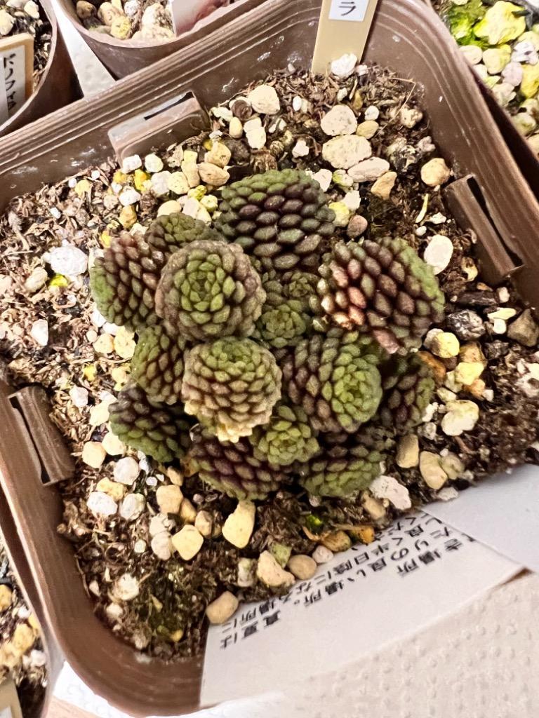 多肉植物 モナンテス ポリフェラ 7.5cmポット苗 : 10006716 : ハニー