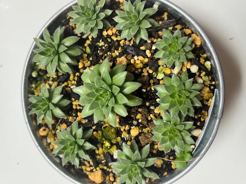 多肉植物 センペルビウム エブロ 7.5cmポット苗 : ハニーミント - 通販