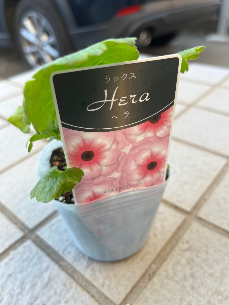 当店農場生産】ラナンキュラス ラックス ヘラ 9cmポット苗（株小さめ