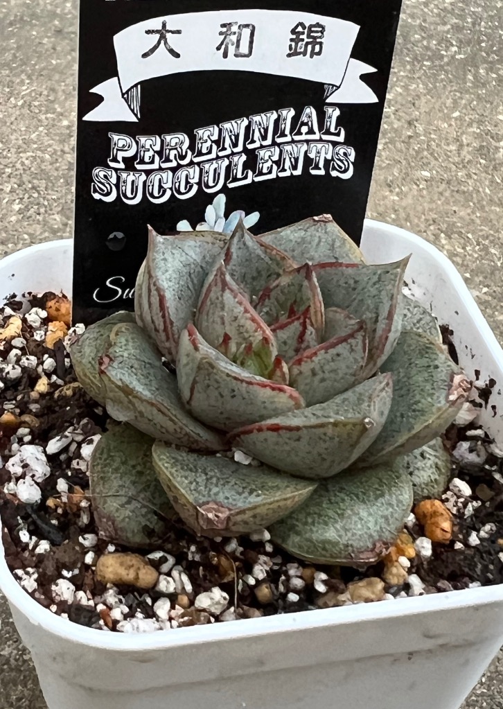 楽天市場】【当店農場生産】○多肉植物 エケベリア 大和錦