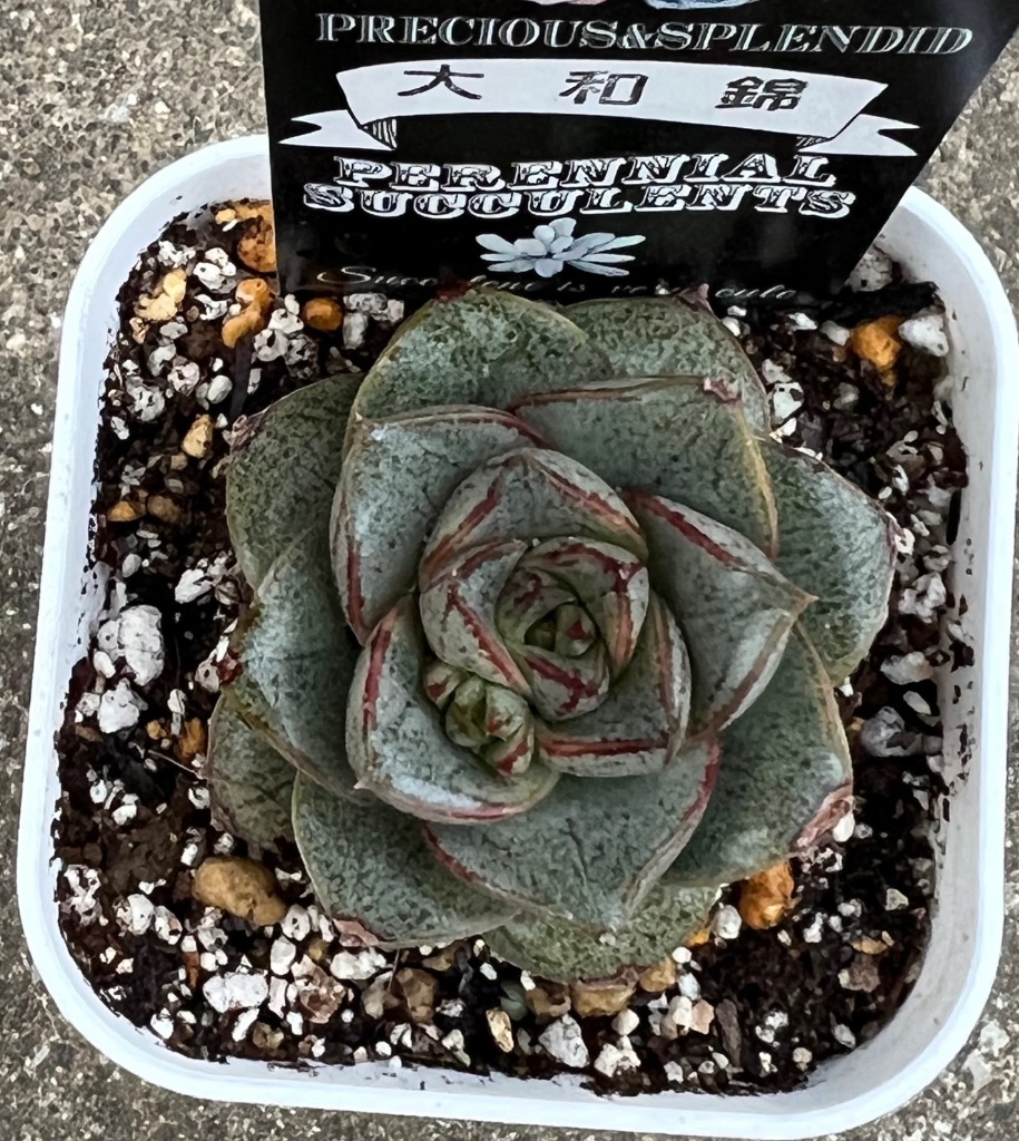 多肉植物 エケベリア 大和錦（パープソルム） 7.5cmポット苗