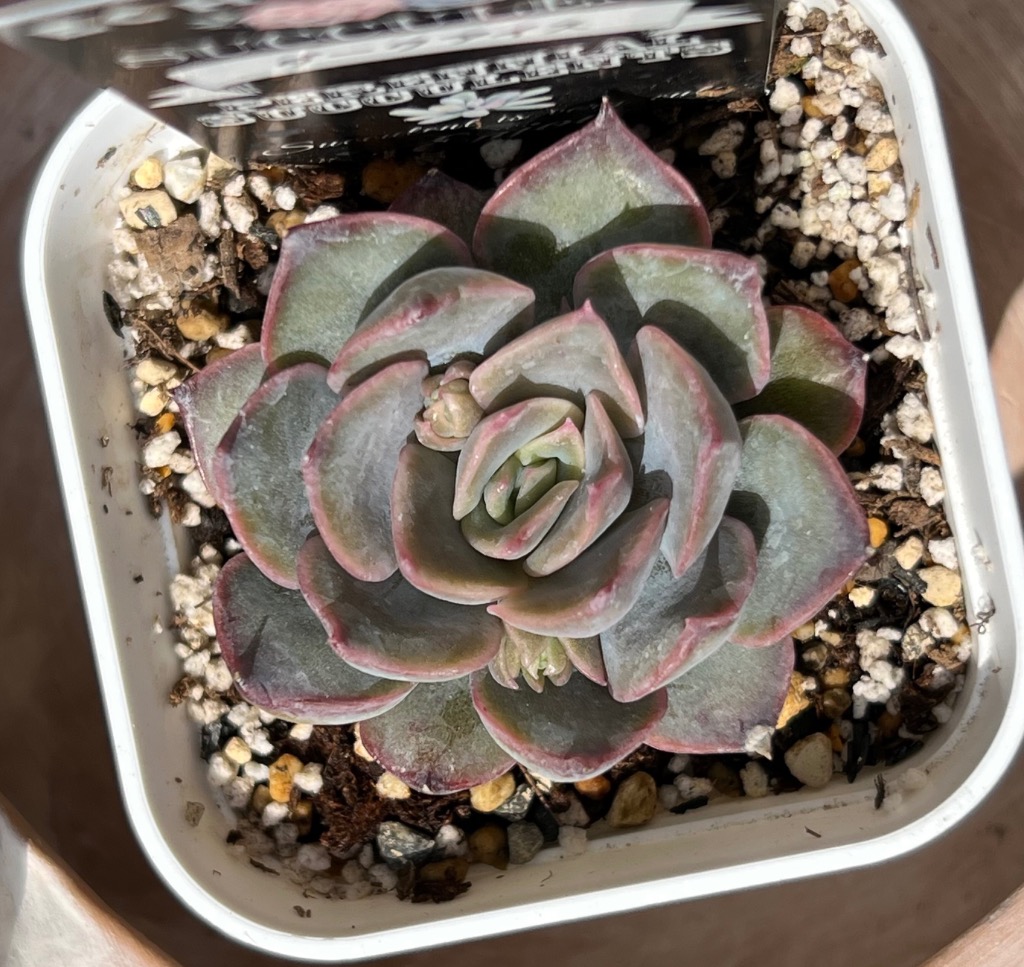 多肉植物 エケベリア ダークアイス 7.5cmポット苗 : ハニーミント