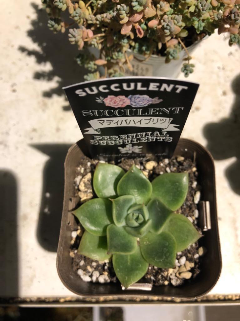 多肉植物 エケベリア マディバ ハイブリッド 7.5cmポット苗 多肉植物 エケベリア マディバ ハイブリッド 7.5cmポット苗
